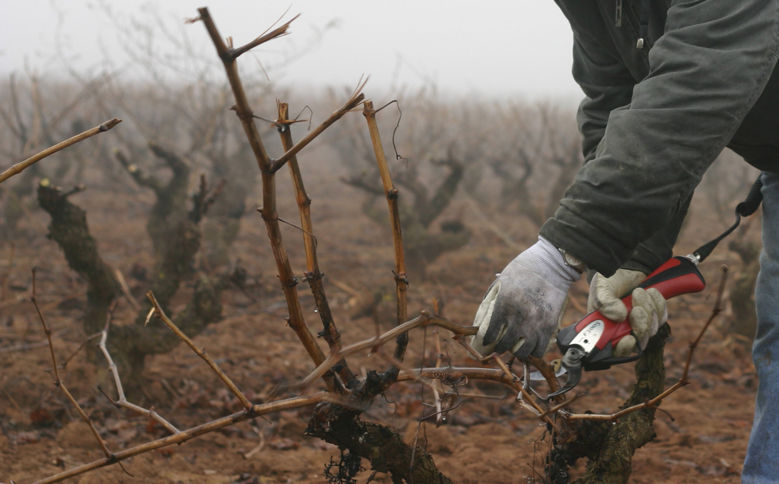 Person pruning dormant vines in a winter vineyard at Clos Cien, Rioja.