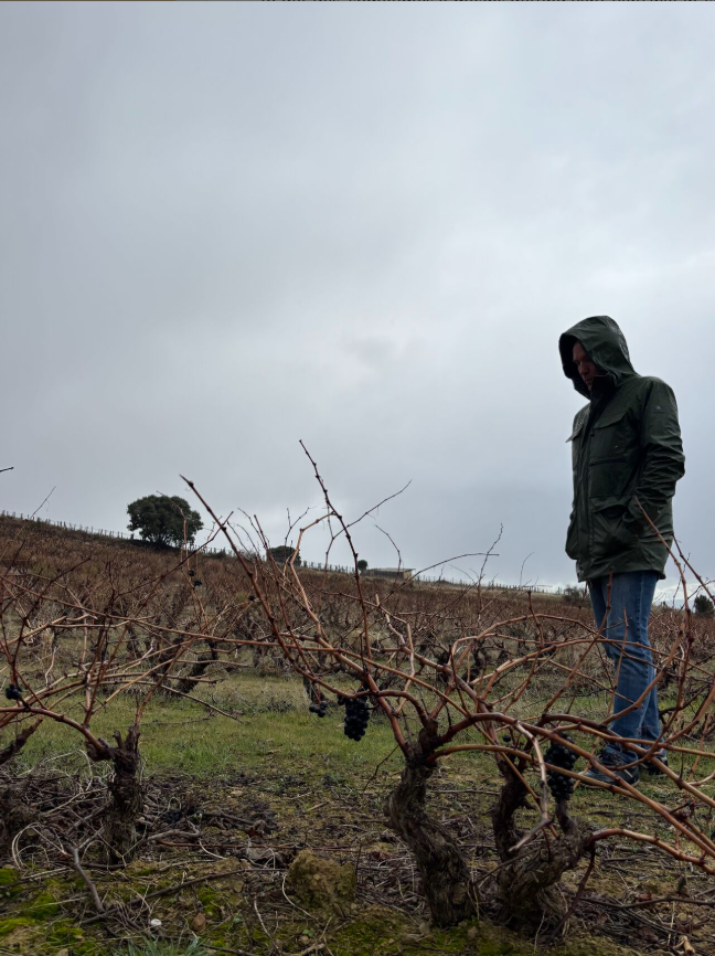 Winemaker inspecting old bush vines in a Rioja vineyard during winter pruning season, part of the CLOS CIEN vineyard ownership experience in Spain.