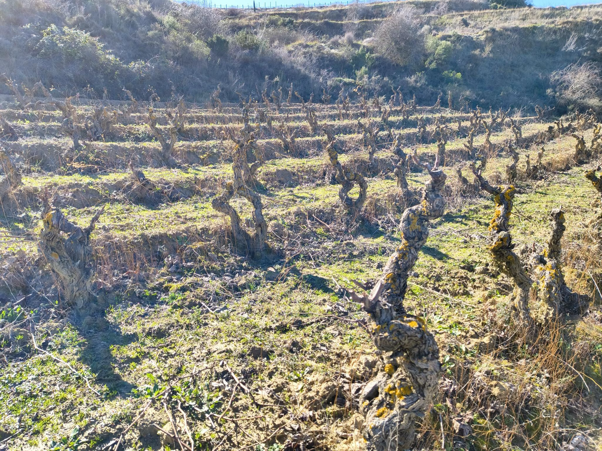 Old Vaso vines Ancient gnarled Vaso bush vines in winter dormancy on a hillside vineyard plot in Rioja Alavesa, Spain, showing the traditional freestanding goblet training style.