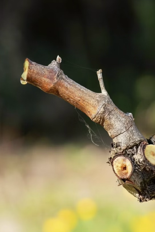 El Llorado Crystal-clear sap weeping from a pruning cut on a dormant vine in early spring, known in Spanish as El Llorado, in a Rioja Alavesa vineyard.