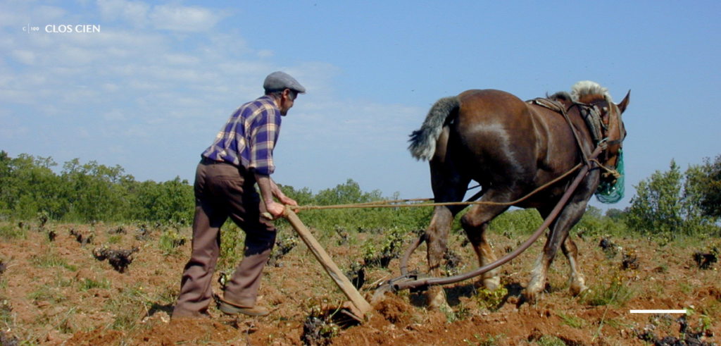 A vintner using a horse-drawn plough to turn the soil between old Vaso bush vines during La Labranza, the traditional spring ploughing, in a Spanish vineyard with red clay soil