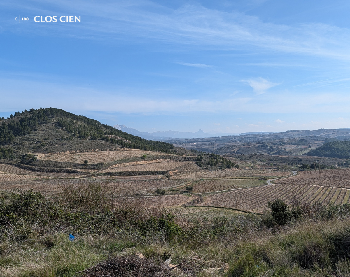 Panoramic view of La Rioja vineyard landscape in early spring, with terraced vine rows, pine-covered hills, and snow-capped mountains in the distance