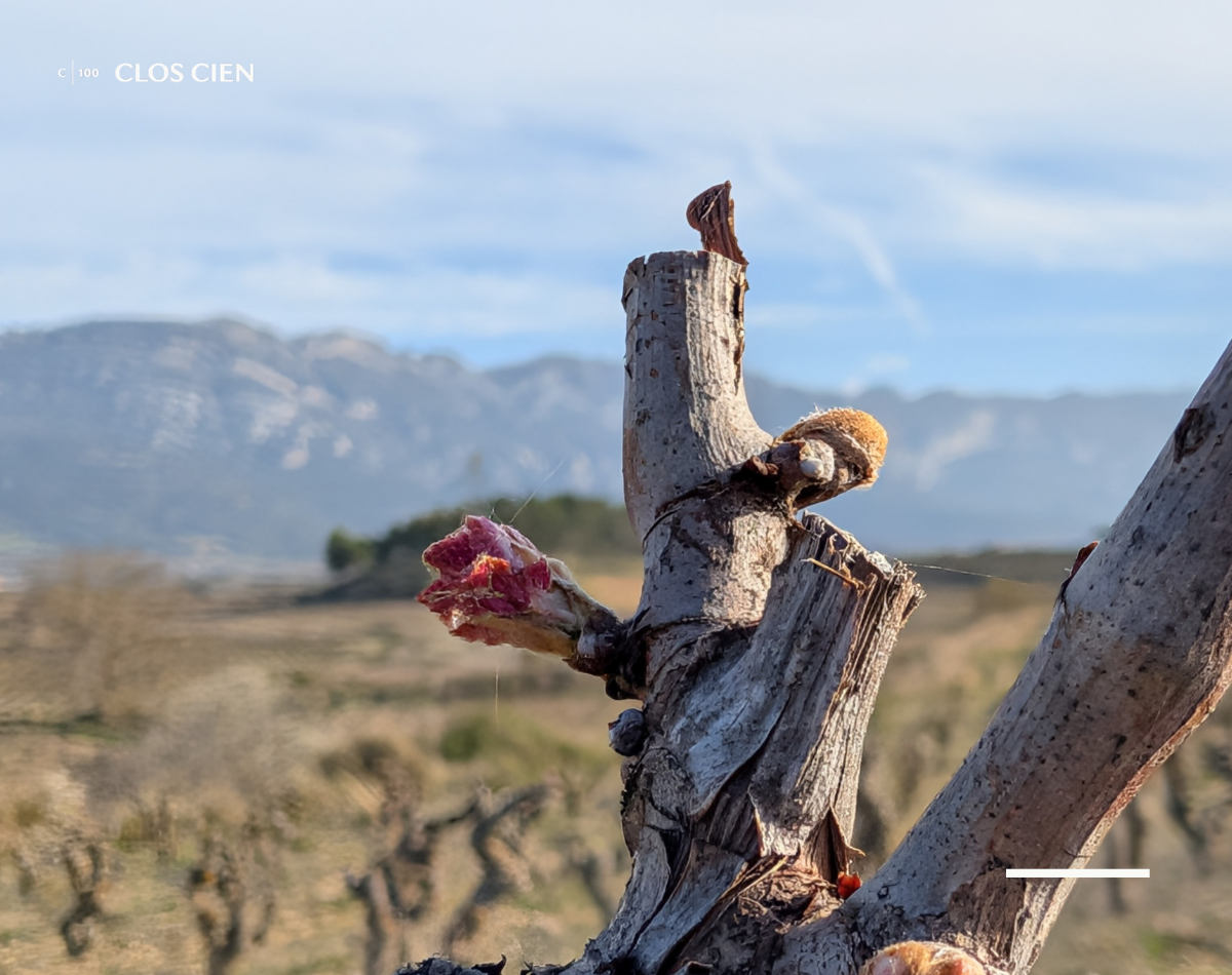 First budburst on an old Vaso vine in Rioja Alavesa in early spring, showing the woolly red-pink shoot of Desborre pushing out from ancient gnarled wood, with the Cantabrian Mountains visible in the background